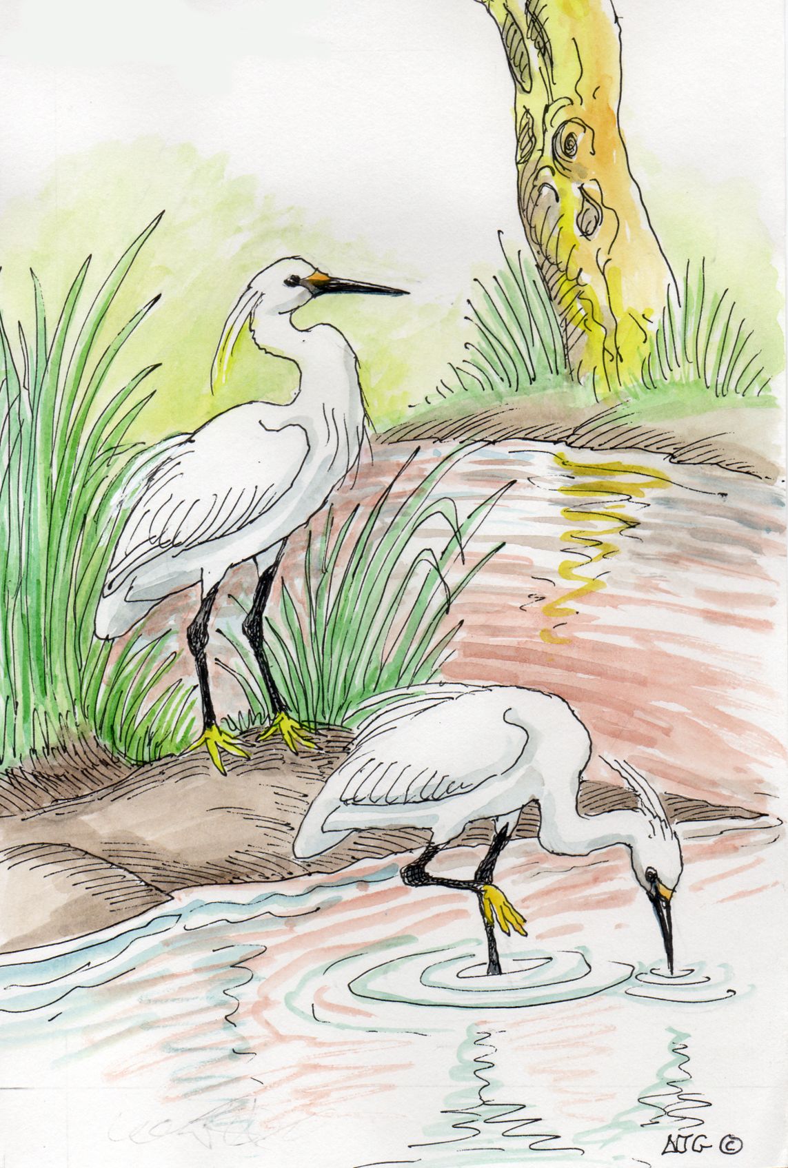 Little Egret