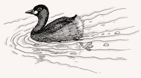 Little Grebe illustration