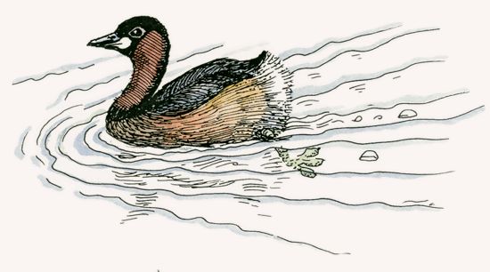Little Grebe