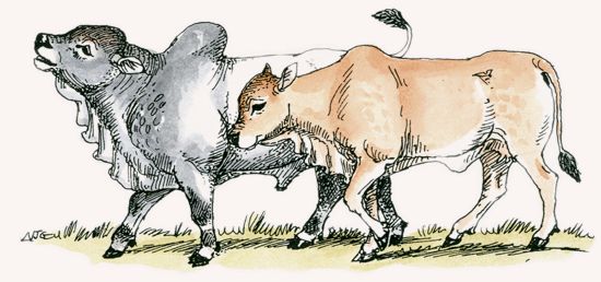 Boran Cattle