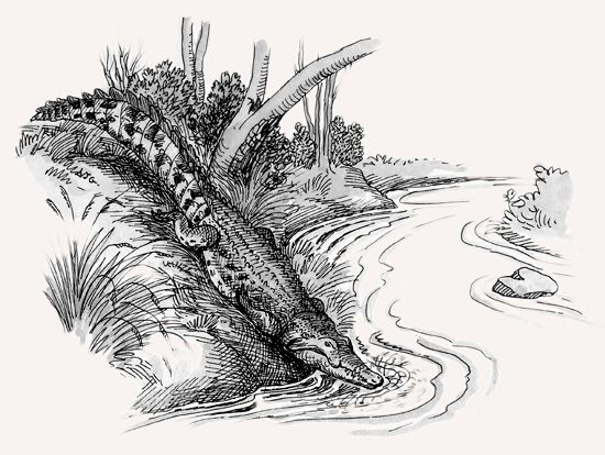 Nile Crocodile illustration