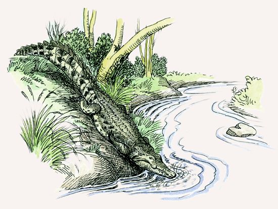 Nile Crocodile