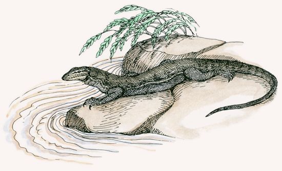 Nile Monitor