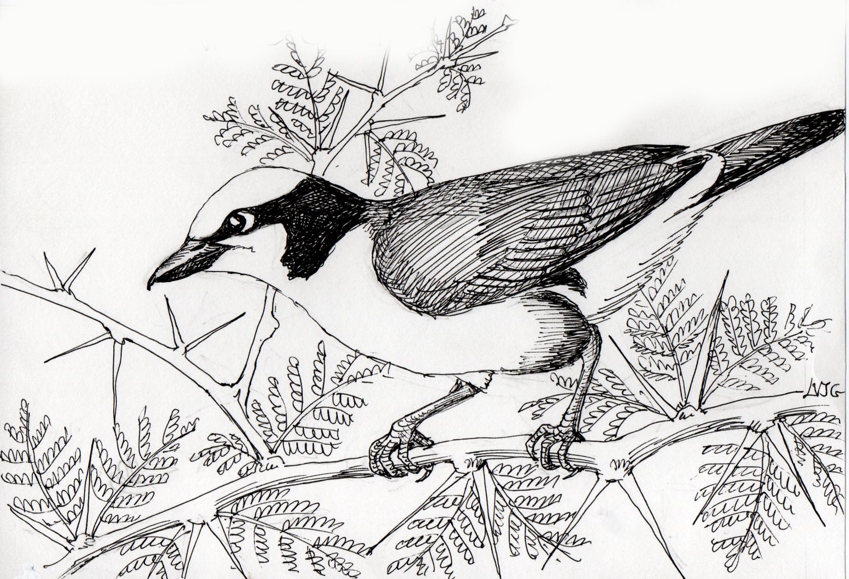 Northern white-crowned shrike illustration