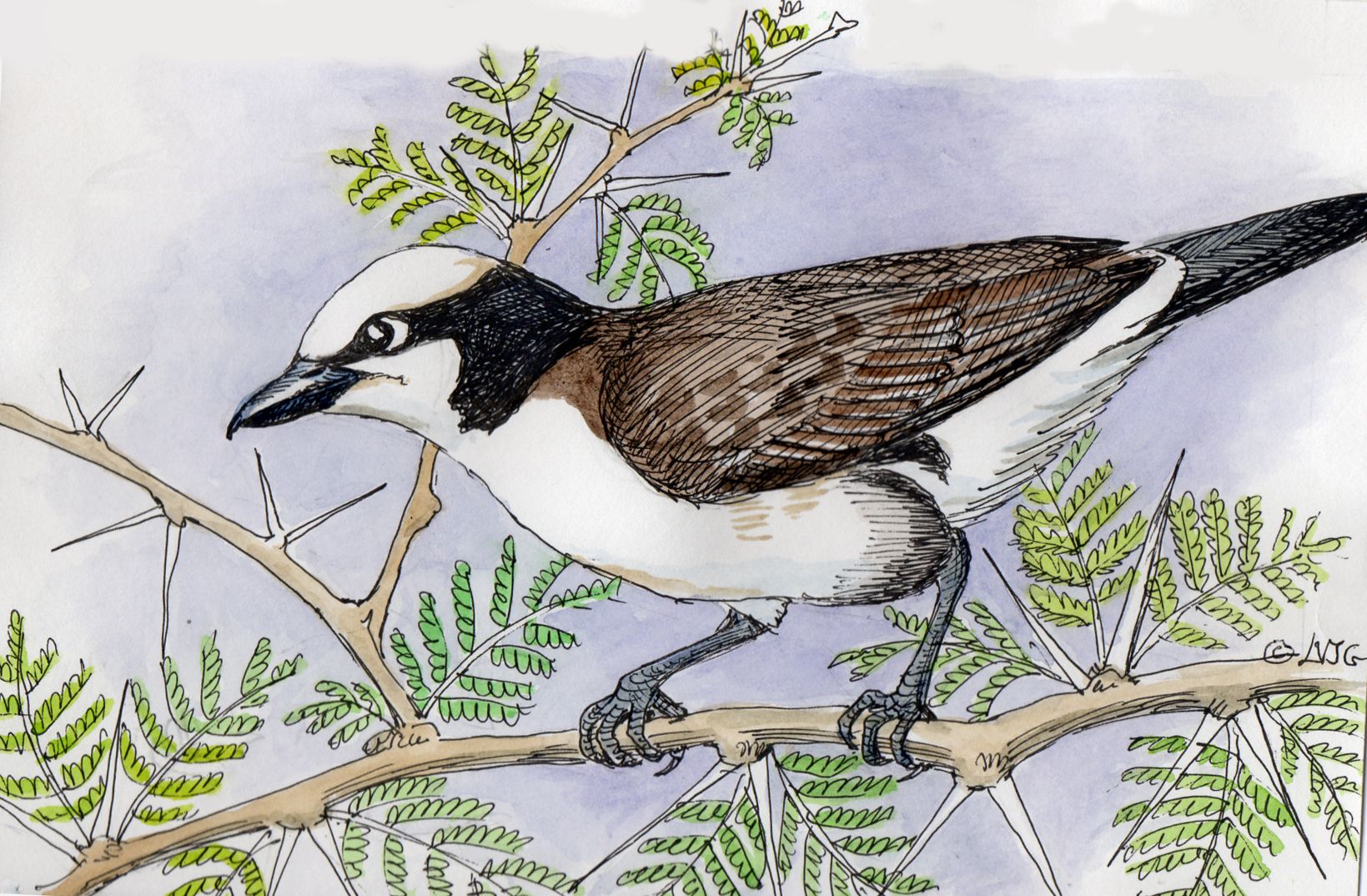 Northern white-crowned shrike