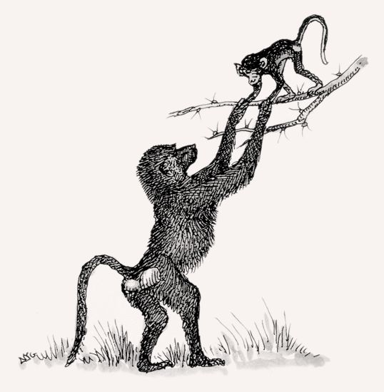 Olive Baboon illustration