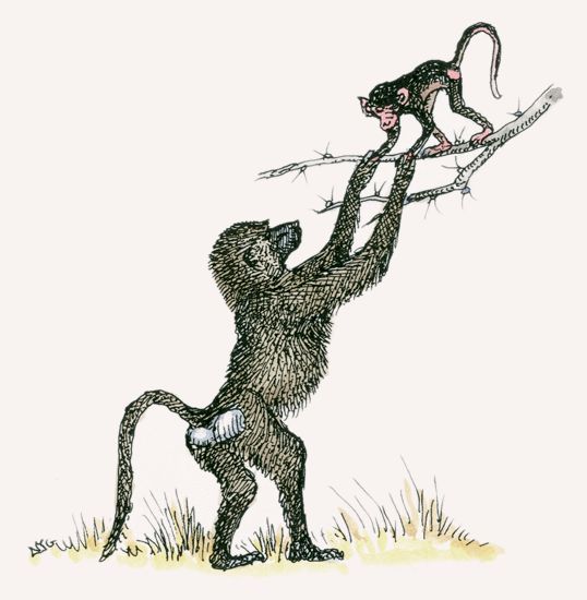 Olive Baboon