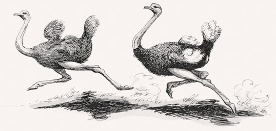 Ostrich illustration
