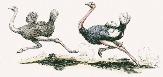 Ostrich