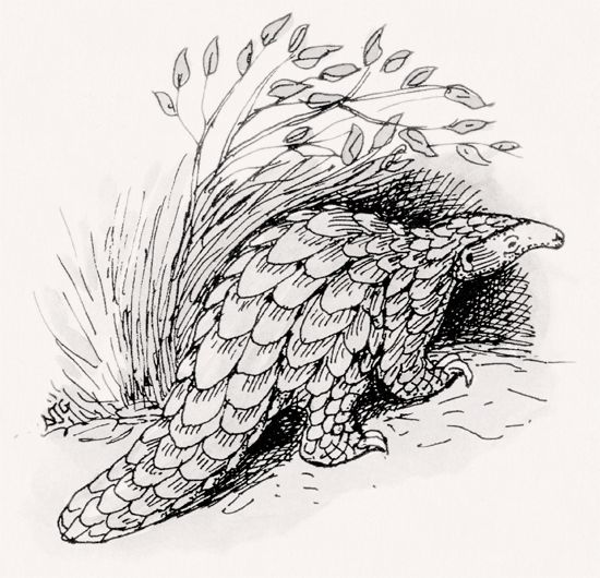 Pangolin illustration
