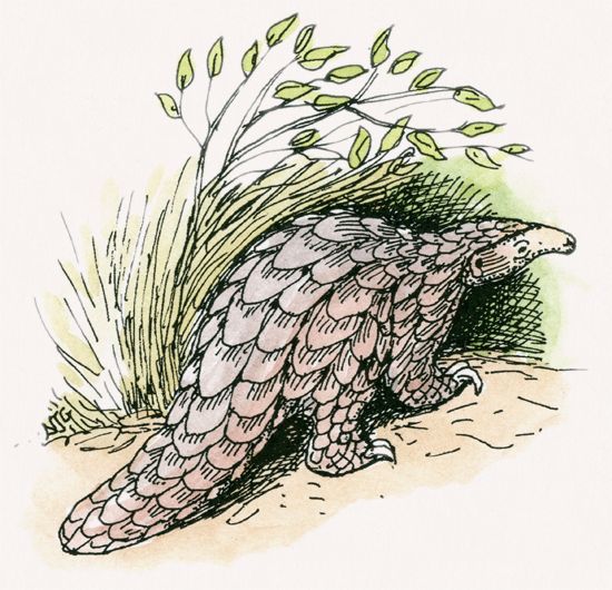 Pangolin