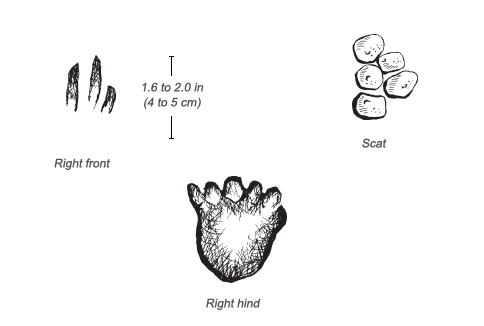 Pangolin tracks and scat