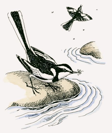 Pied Wagtail