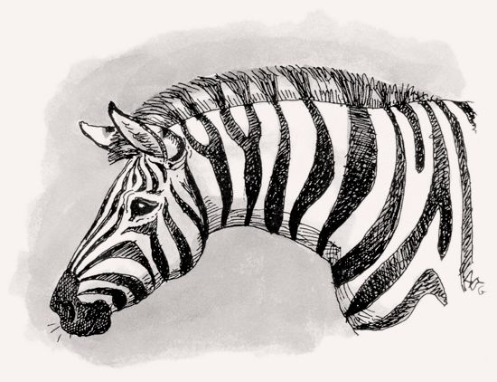 Plains Zebra illustration