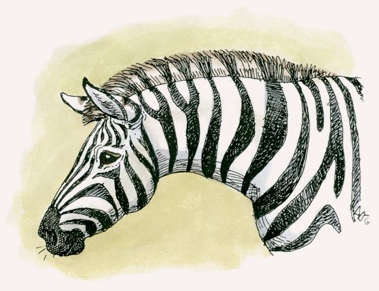 Plains Zebra