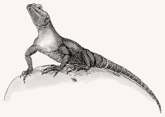 Red-headed Rock Agama illustration