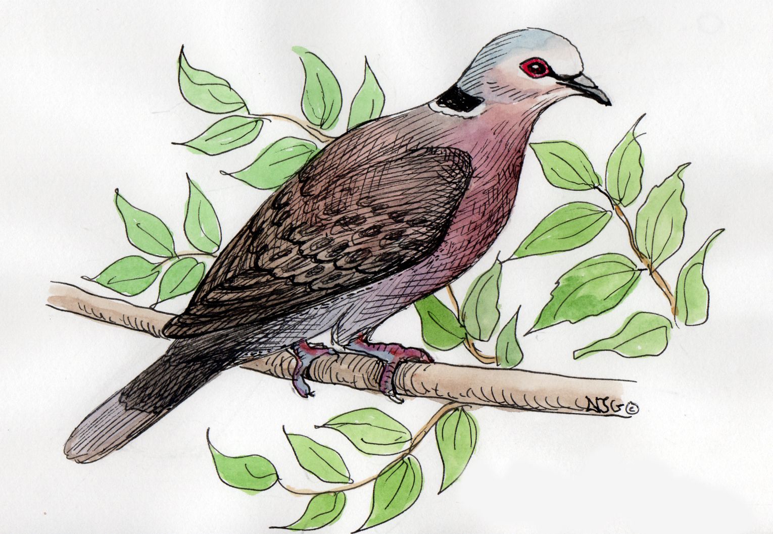 Red-Eyed Dove