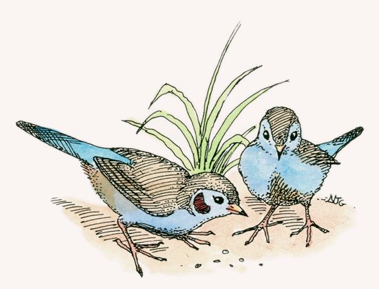 Red-cheeked Cordon-bleu illustration