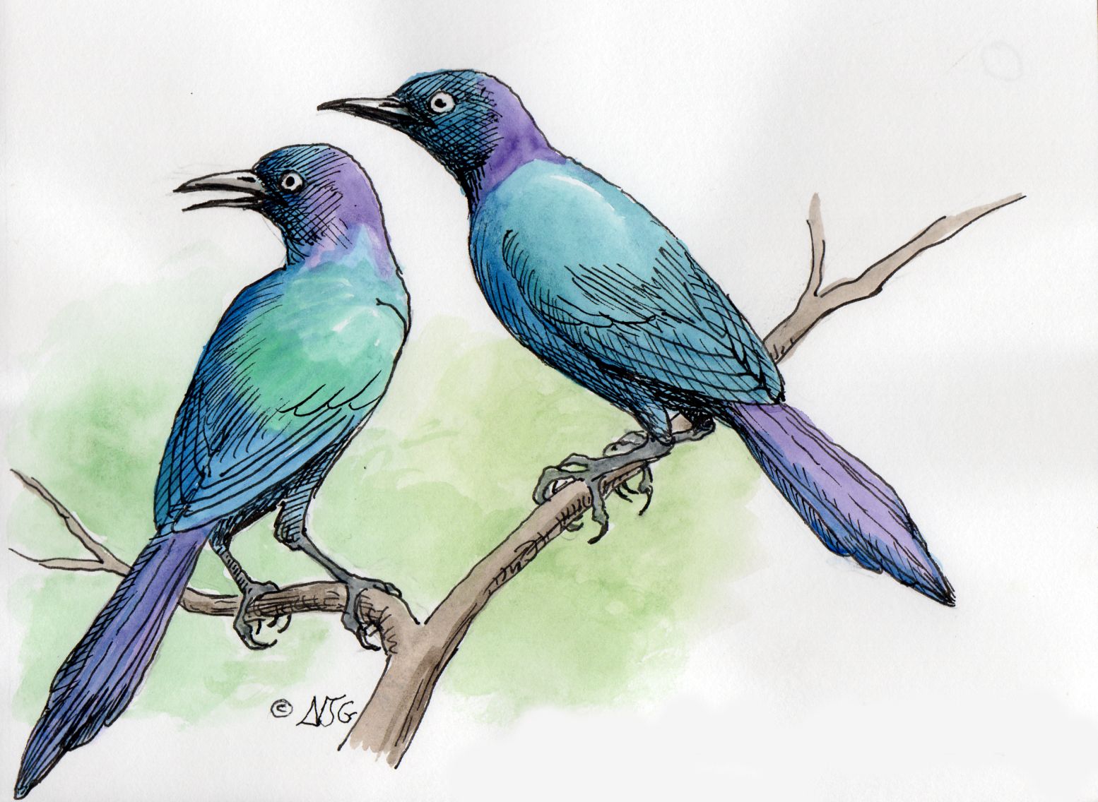 Rüppell’s Starling