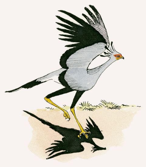 Secretary Bird