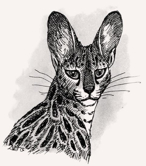 Serval illustration