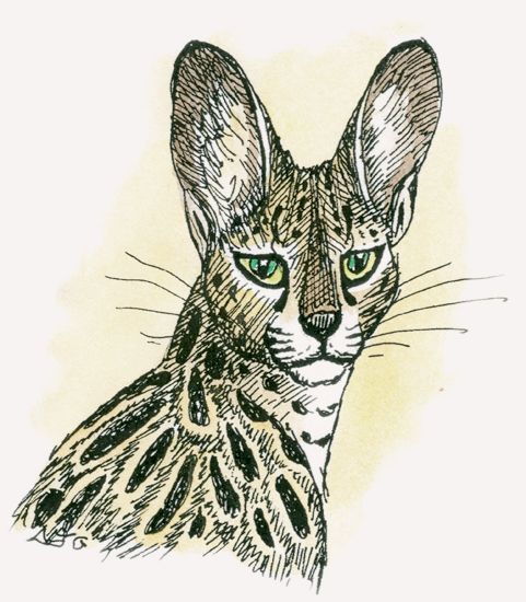 Serval
