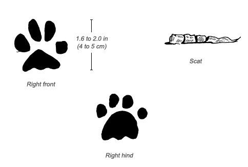 Serval tracks and scat