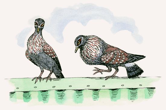 Speckled Pigeon illustration