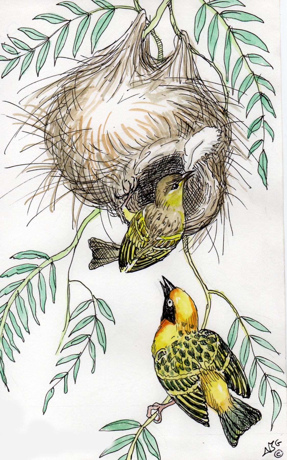 Speke’s Weaver