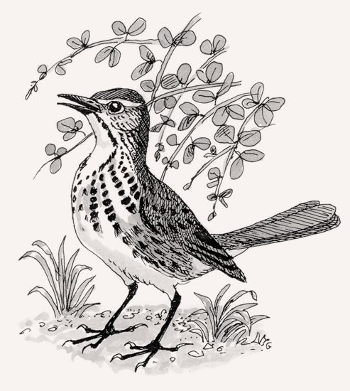 Spotted Palm Thrush illustration