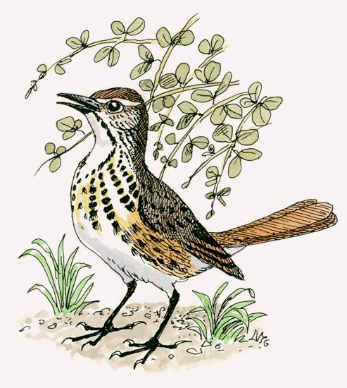Spotted Palm Thrush