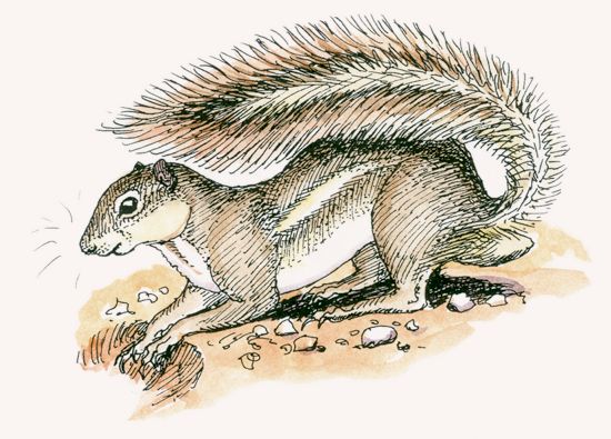 Striped Ground Squirrel