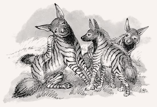 Striped Hyena illustration