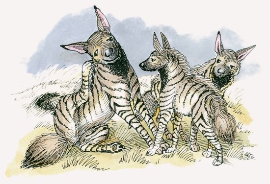Striped Hyena