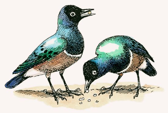 Superb Starling