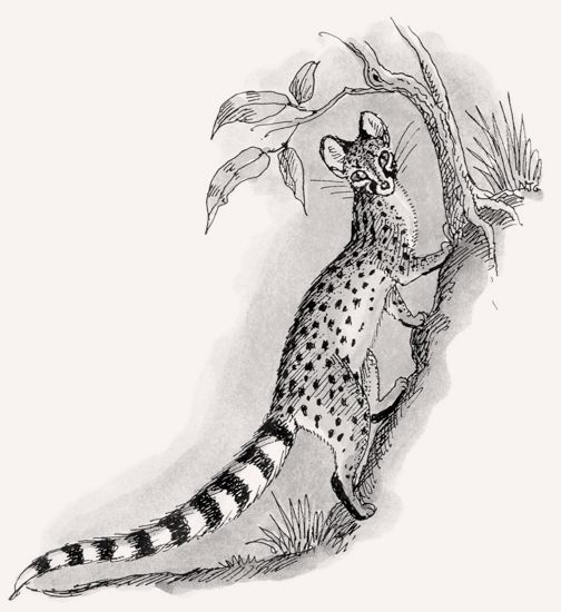 Common Genet illustration