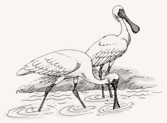 African Spoonbill illustration
