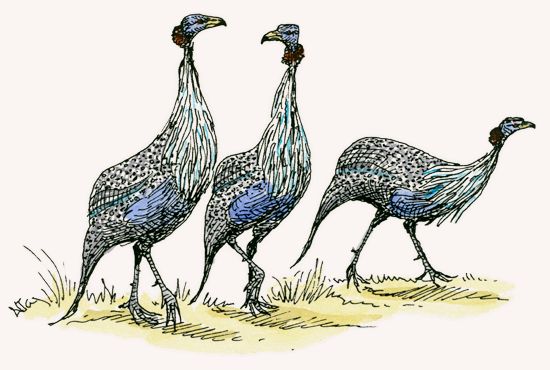 Vulturine Guineafowl