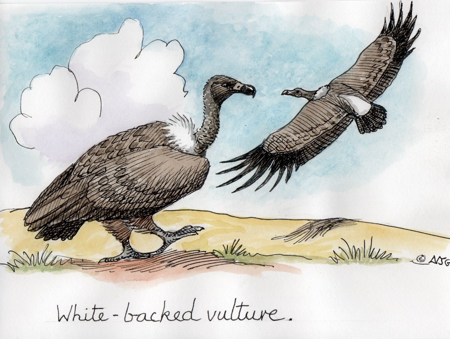 White-backed vulture