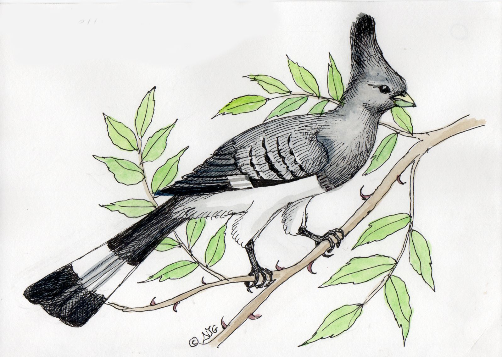 White-bellied go-away-bird