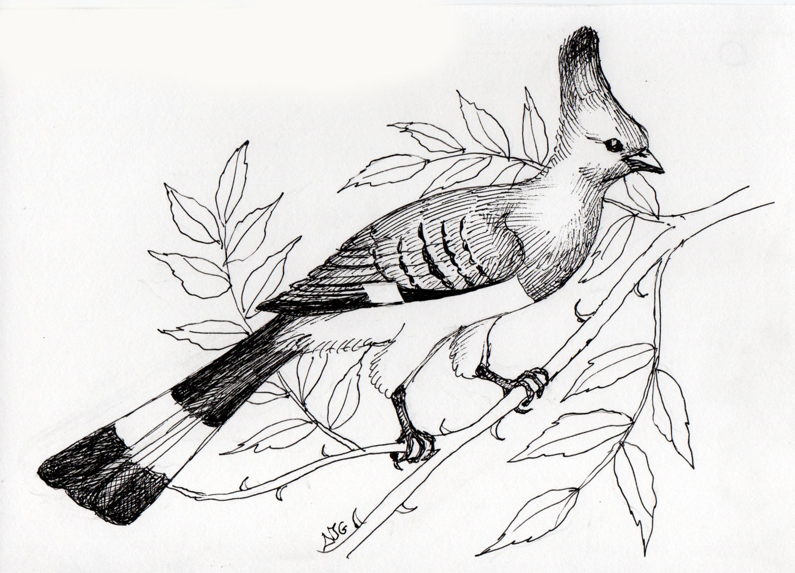 White-bellied go-away-bird illustration