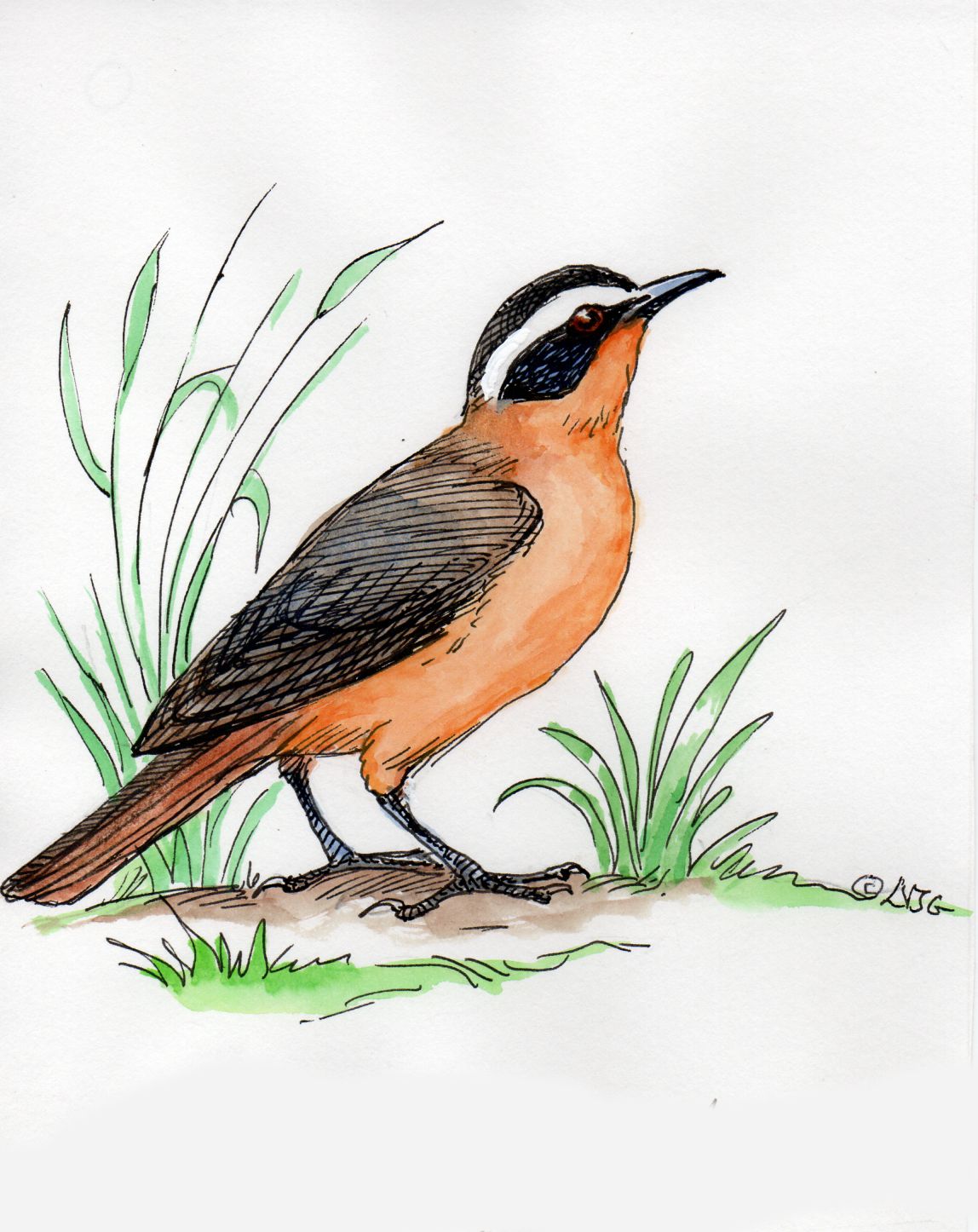 White-browed Robin Chat