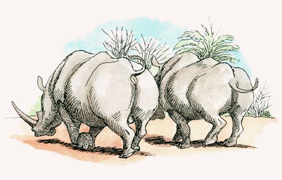 White Rhinoceros illustration