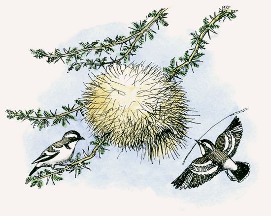 White-browed Sparrow Weaver