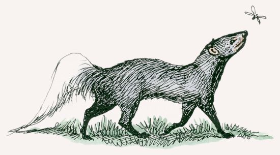White-tailed Mongoose illustration