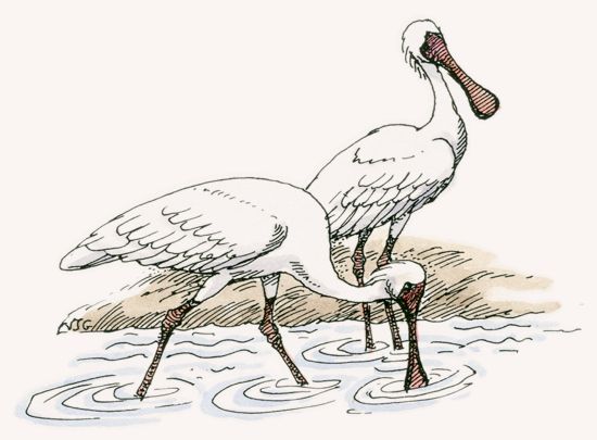 African Spoonbill