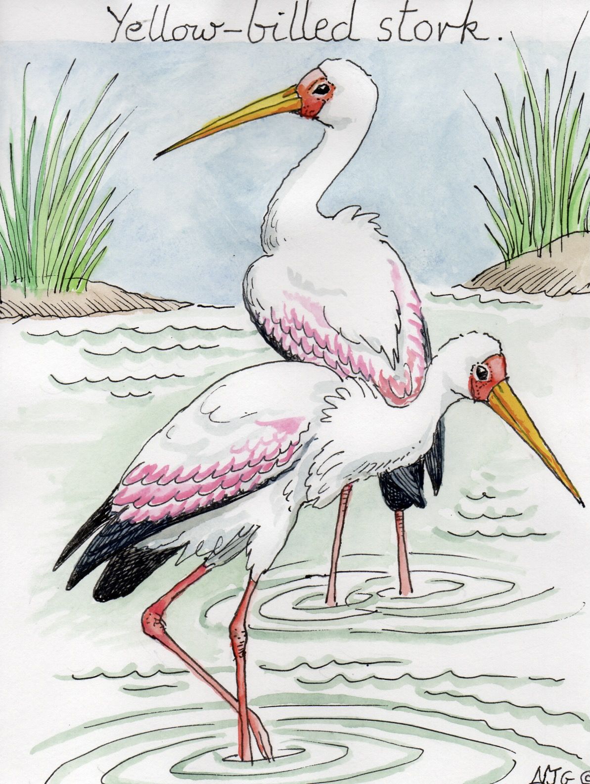 Yellow-billed Stork illustration