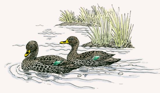 Yellow-billed duck