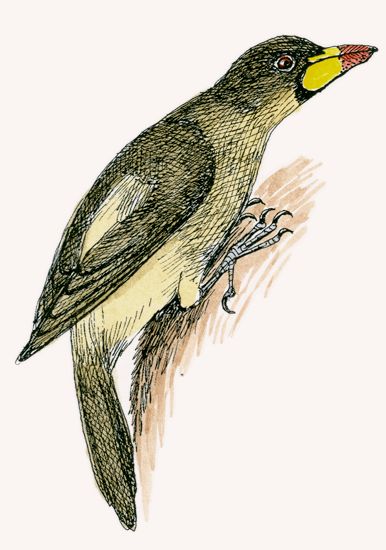 Yellow-billed Oxpecker illustration