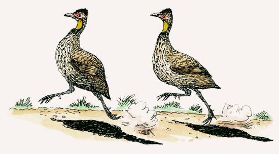 Yellow-necked Spurfowl
